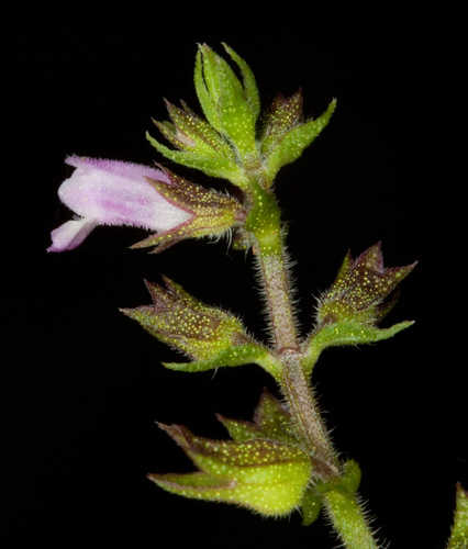 Mosla dianthera
